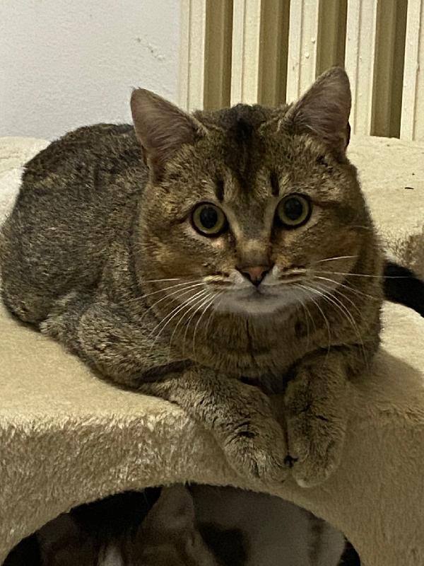 Bibó cerca adozione del cuore  Foto 7